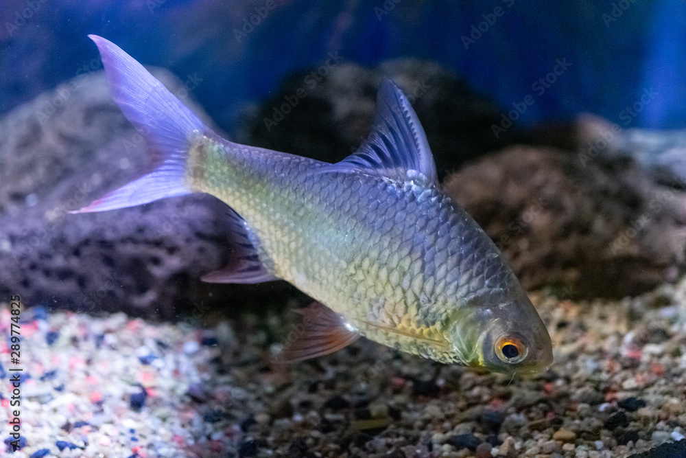 Aquarium fish on the background of artificial rocks and vegetation. Aquarium fish on the background of artificial rocks and vegetation.