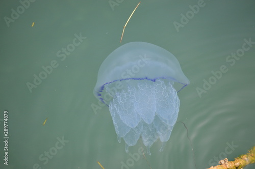 Jellyfish Floating close to surface