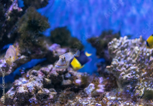 Aquarium fish on the background of artificial rocks and vegetation.