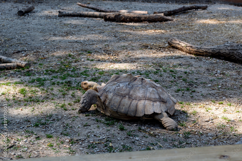 Fototapeta premium Tortoise