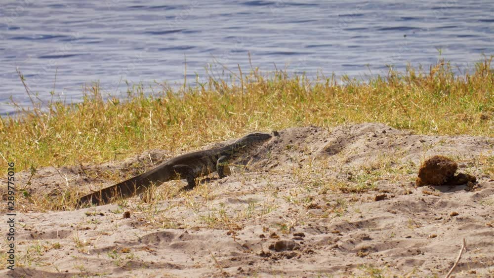 African water monitor lizard Walking fron River, Chobe river National Park Botswana African water monitor lizard Walking fron River, Chobe river National Park Botswana