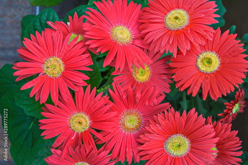 Gerbera flowers are in full bloom. Flower garden.