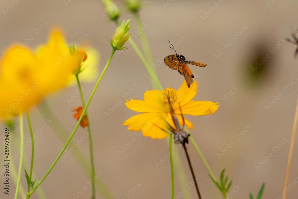 butterfly on yellow flower
