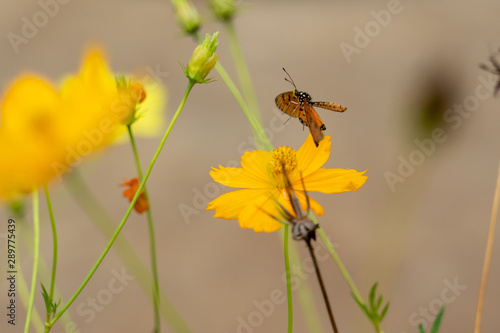 butterfly on yellow flower © Taweewut