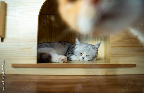 Fototapeta Naklejka Na Ścianę i Meble -  cat funny shot