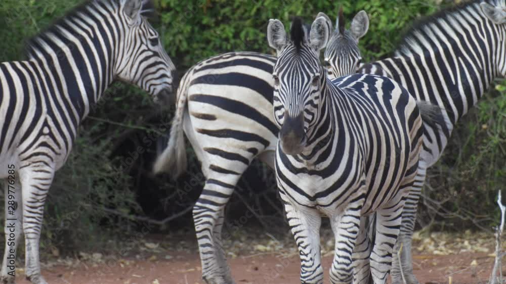 Zebra Standing, Chobe National Park Botswana Zebra Standing, Chobe National Park Botswana