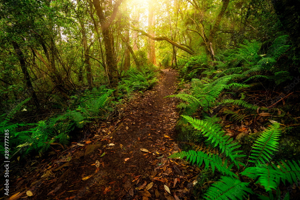 Beautiful path in lush tropical rainforest jungle in Tasman peninsula ...