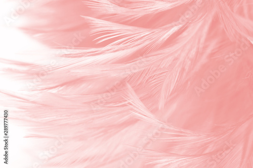 Beautiful light pink vintage color trends feather pattern texture background