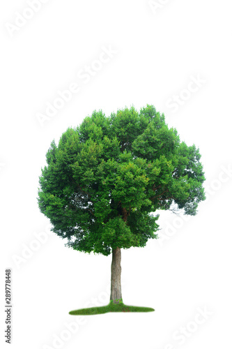 the brown tree with branch and green leaves on white background isolated