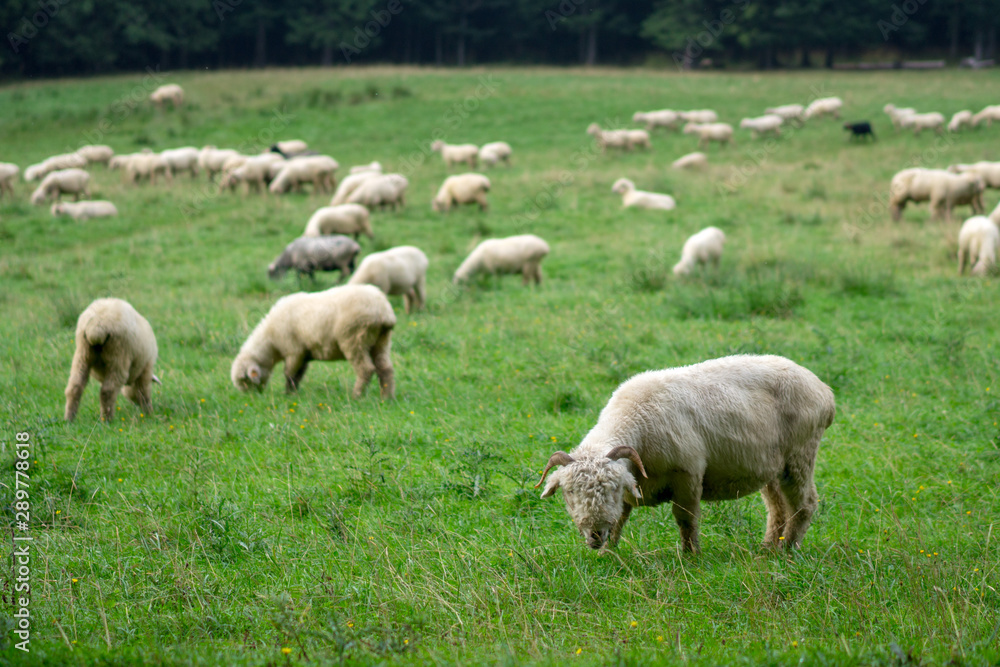 A large flock of sheep grazes in an alpine meadow. A large flock of sheep grazes in an alpine meadow.