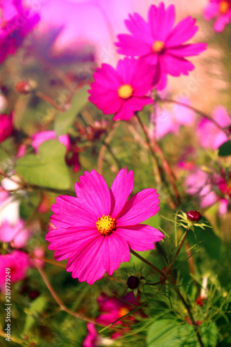 cosmea im garten