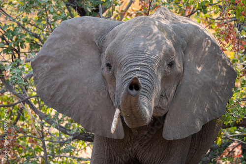 Fotografia Funny Elephant with Raised Trunk, Okavango Delta