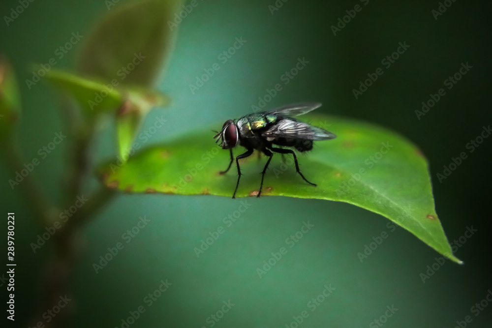fly on a leaf fly on a leaf