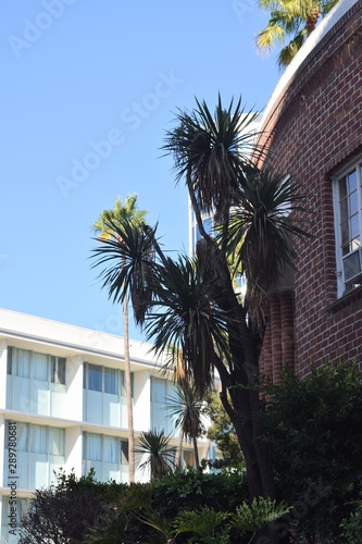 palm trees against red brick building © belinda