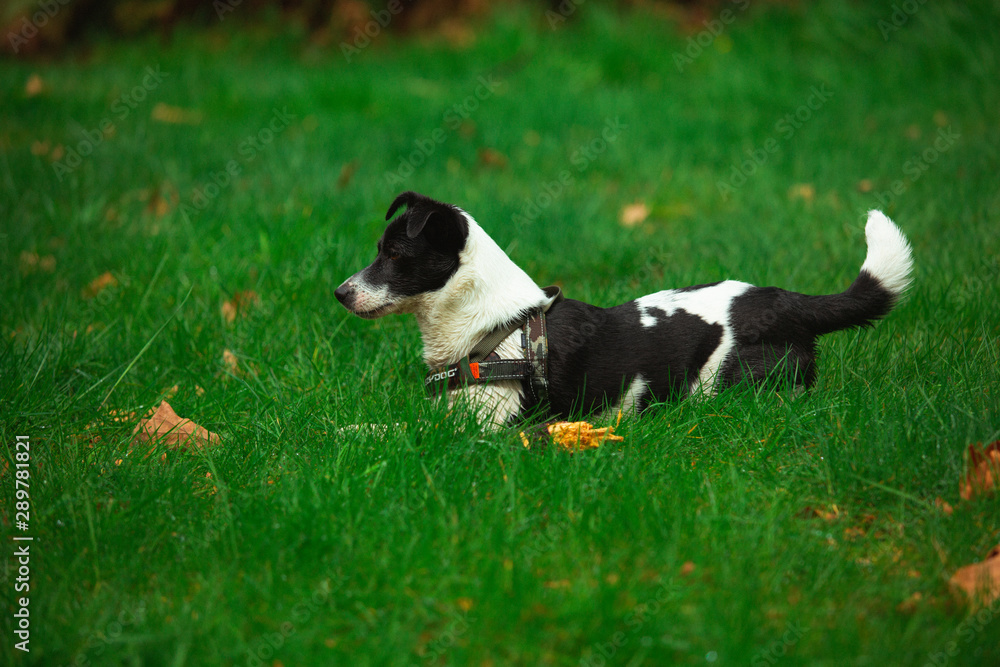 Training a young Border Jack puppy Training a young Border Jack puppy