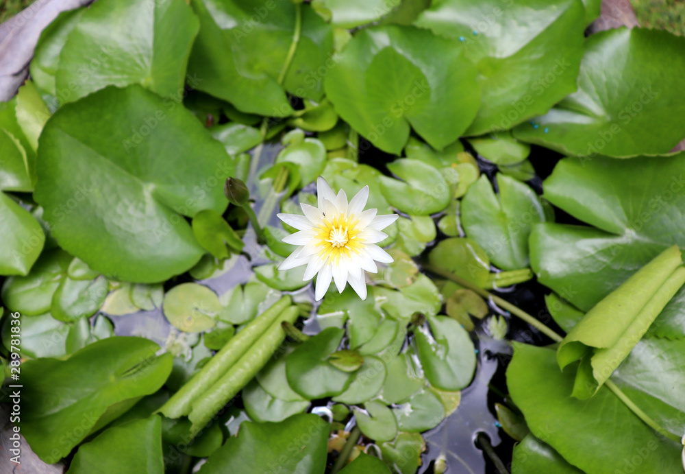 Obraz premium lily of the valley