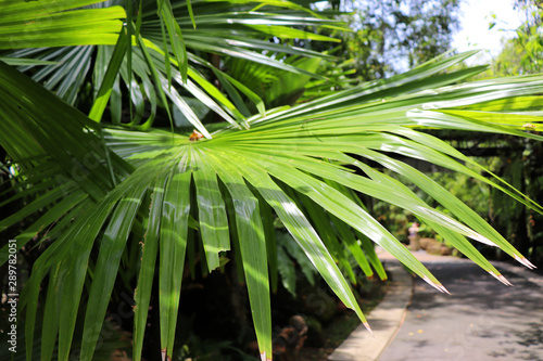 palm leaves