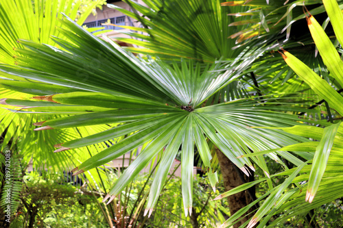 palm tree leaf in the sun