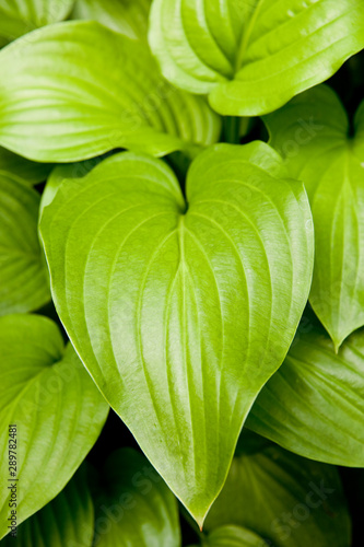 Thick and big leaf.