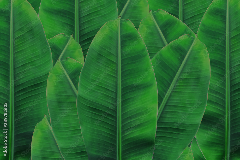 Obraz premium Background banana leaf. Green leaf.