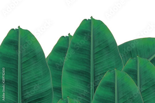 banana leaf on isolate and white background.