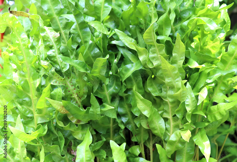 background of green leaves background of green leaves