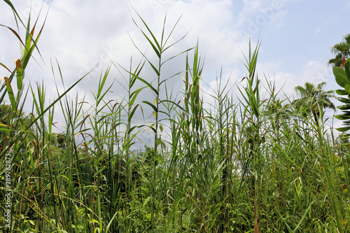 green grass and blue sky