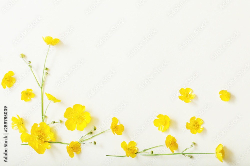 yellow buttercups on white background
