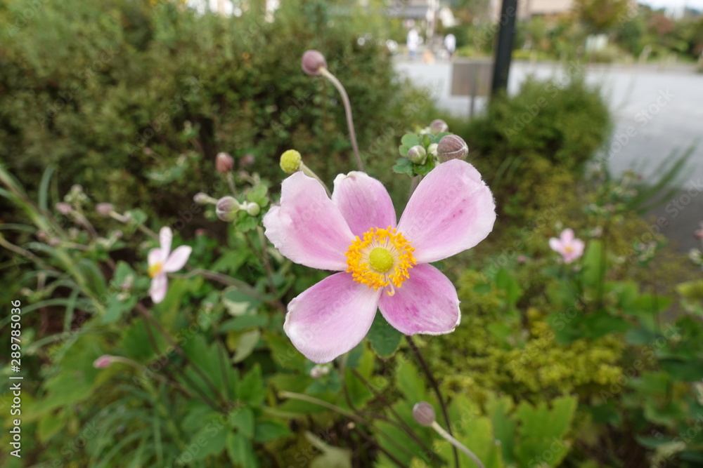 Fototapeta premium 花