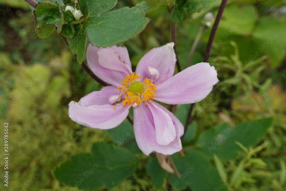 花 花