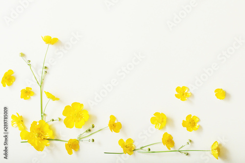 yellow buttercups on white background