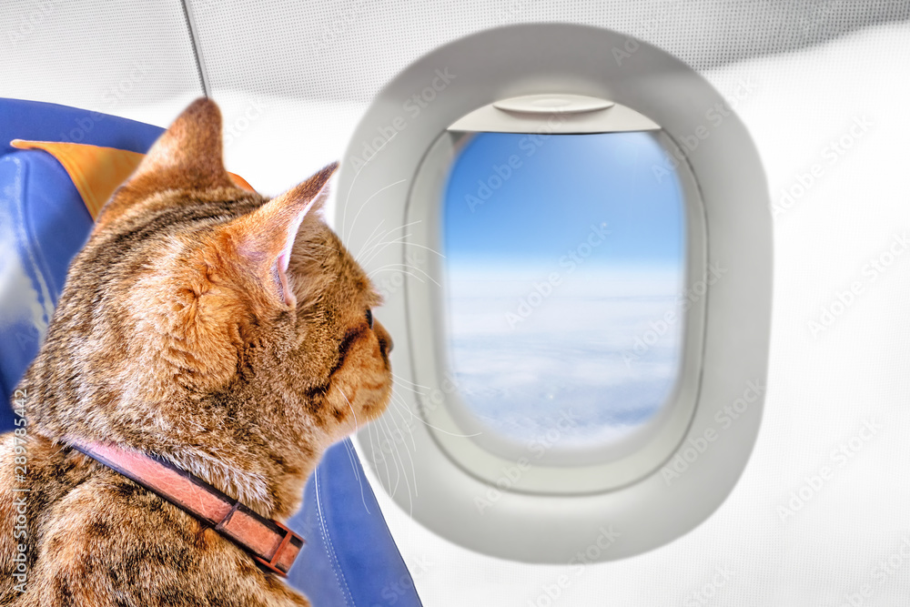 tan cat pet animal on seat of passenger airplane cabin looking at window  side close up