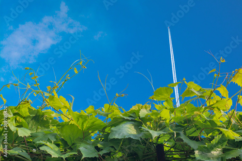 A plane with an inversion trail flying in the blue sky due to a hedge of vine shoots photo