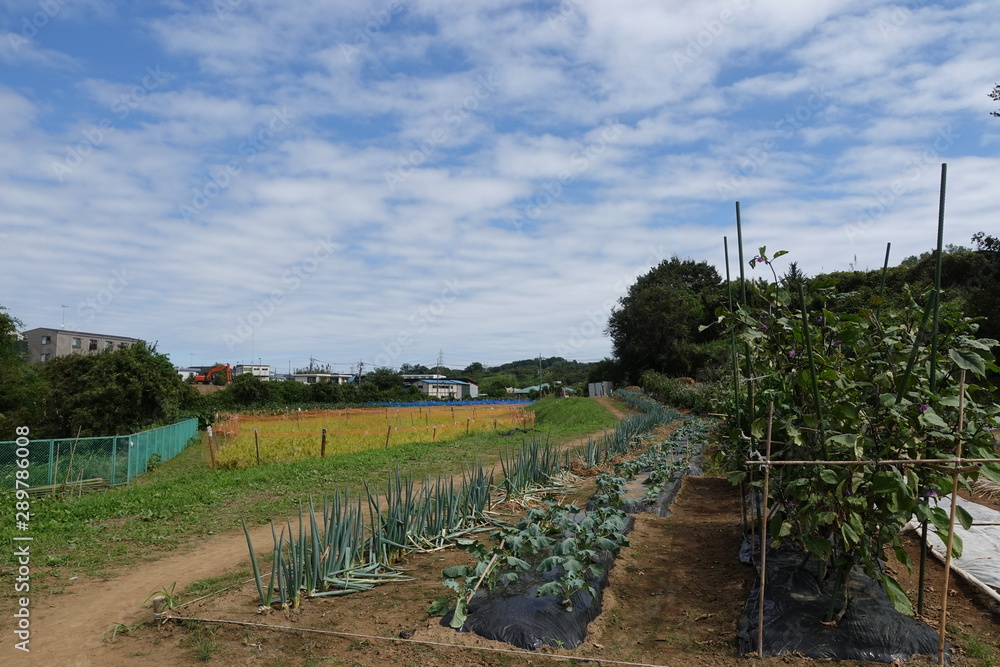 畑の野菜 畑の野菜