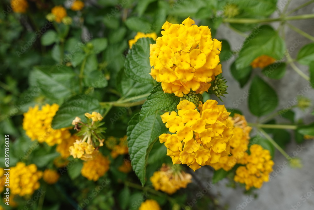 花 花