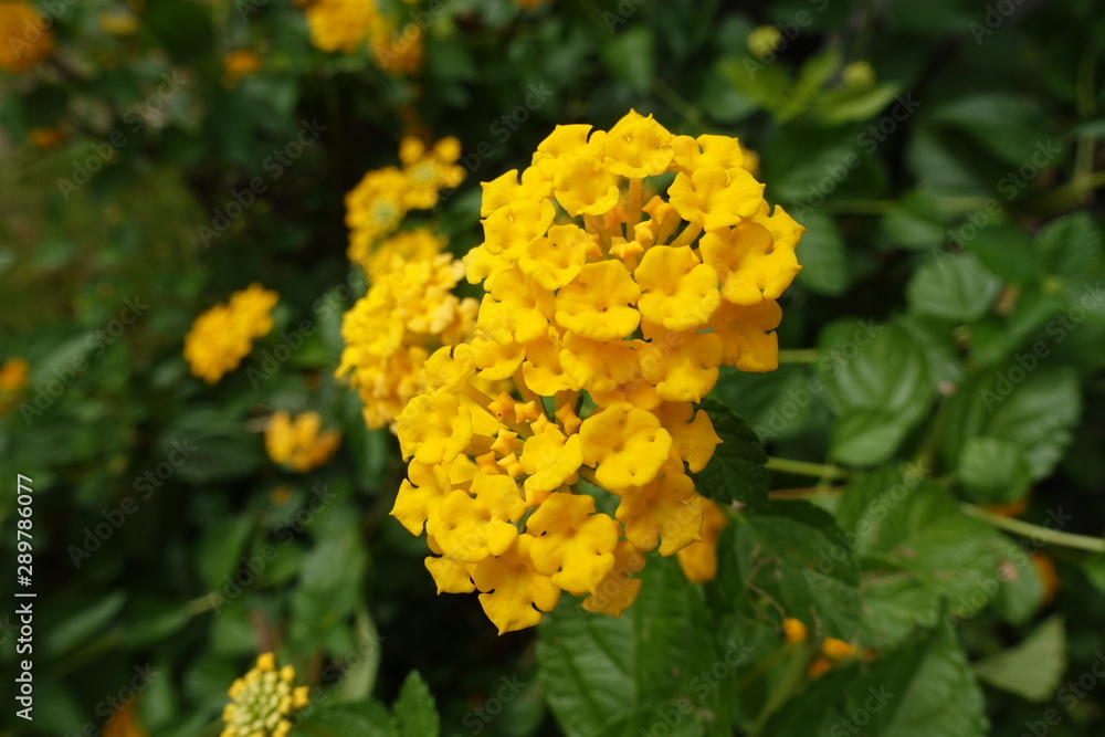 花 花