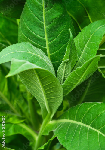 Tobacco green leafs on a tobacco plantation field.