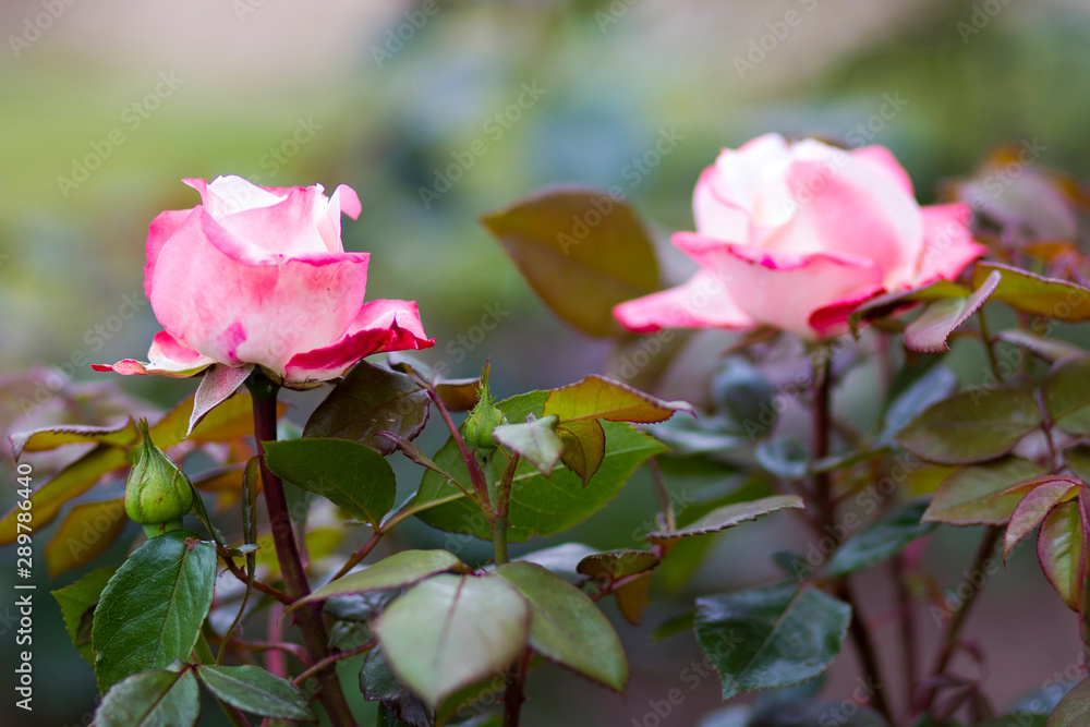 roses in a garden roses in a garden