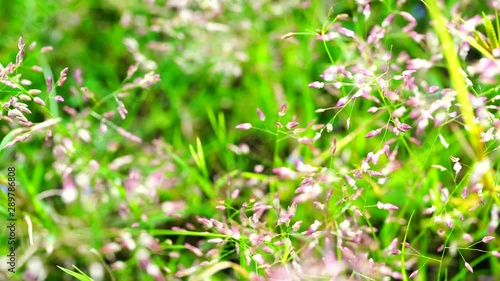 Wallpaper Mural green grass with water drops Torontodigital.ca