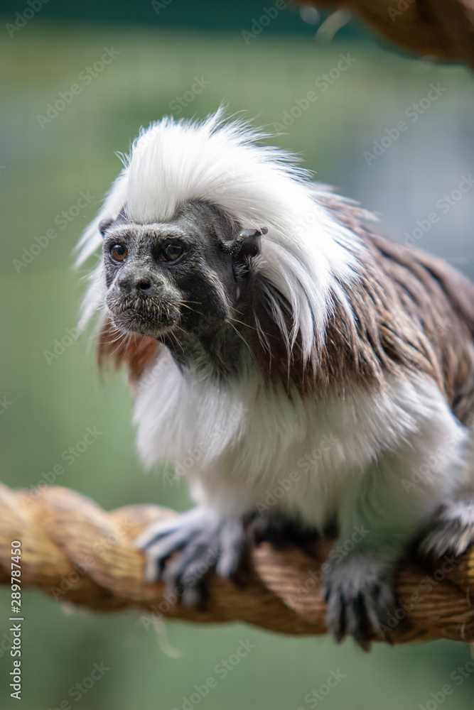 Funny monkey tamarin sits on a thick rope. The coat is white and black. Eyes are open, mouth is closed. Selective focus on the face. Vertical. Funny monkey tamarin sits on a thick rope. The coat is white and black. Eyes are open, mouth is closed. Selective focus on the face. Vertical.