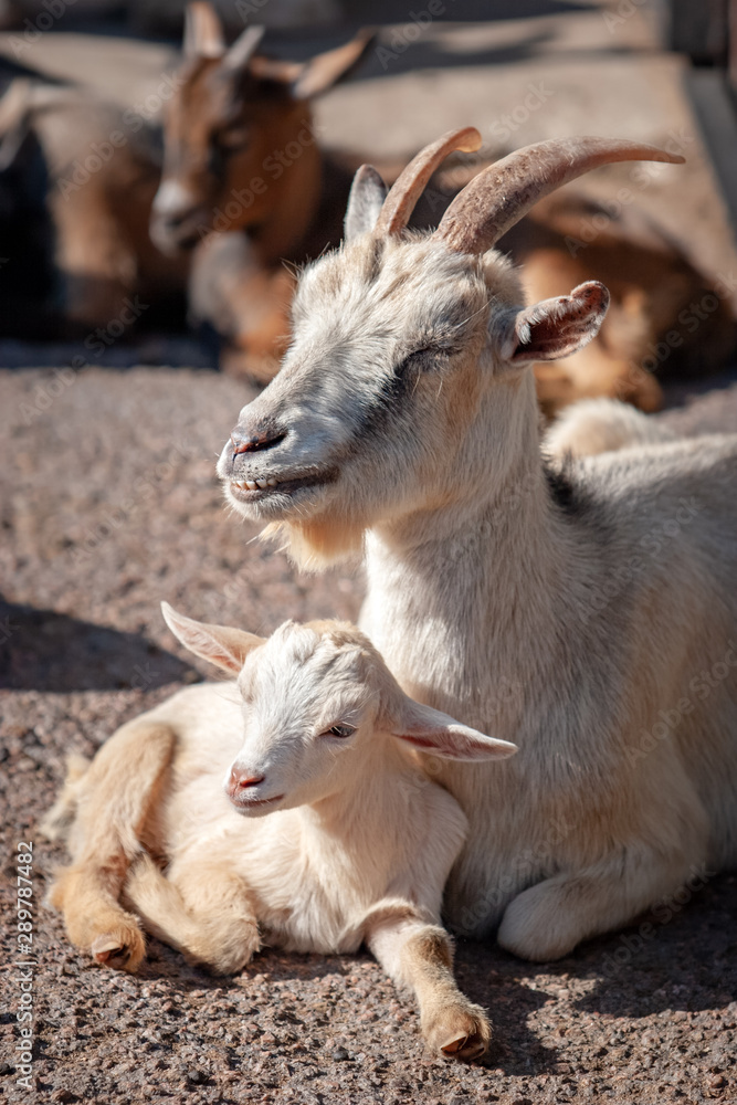 Little kid with goat mom lie resting on sunny ground. The coat is white. In the background are blurry brown goats. Vertical. Little kid with goat mom lie resting on sunny ground. The coat is white. In the background are blurry brown goats. Vertical.