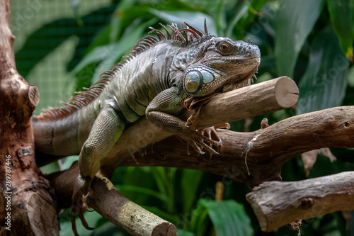 A large iguana lies belly on a branch in a zoo. Large needles on the mane. Eyes open. The green background is blurred.