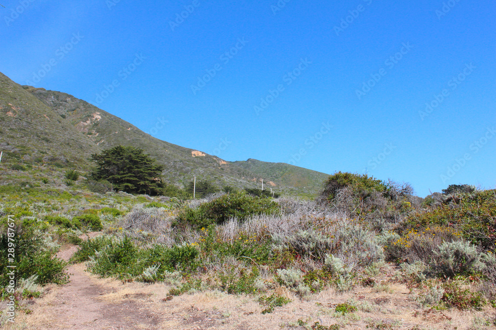 View of the vegetations along the Pacific Coast Highway, close to Bixby Creek Bridge, California, USA