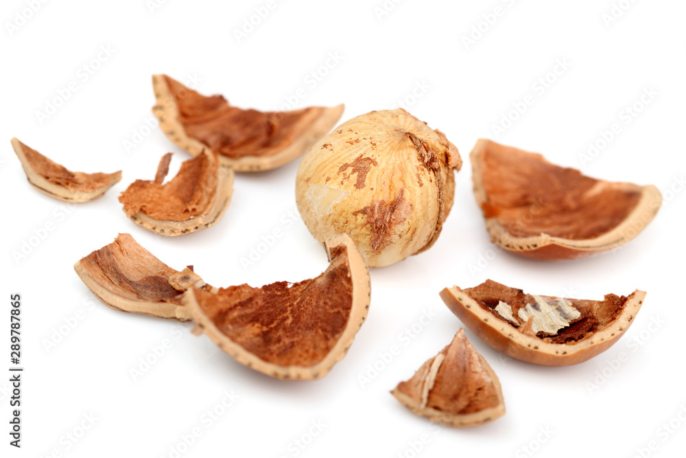 Hazelnut shell Hazelnut shell