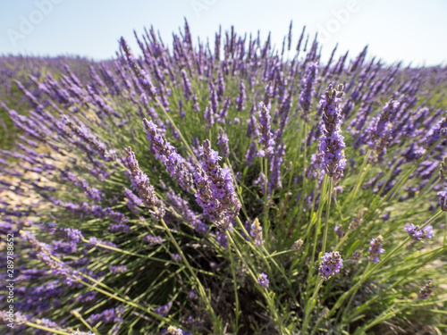 France  Provence  Valensole. July 2019. At the Valensole plain it is possible to enjoy the spectacle of lavender bloom in a unique context in the world.