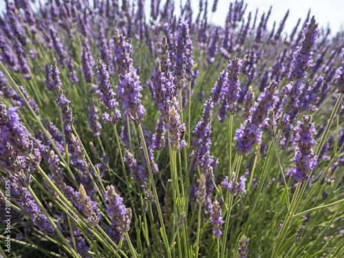 France  Provence  Valensole. July 2019. At the Valensole plain it is possible to enjoy the spectacle of lavender bloom in a unique context in the world.