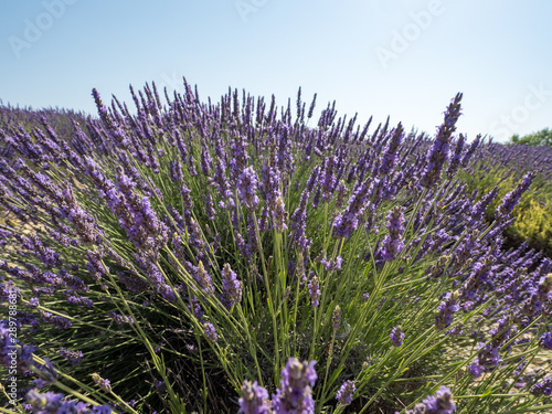Fototapeta Naklejka Na Ścianę i Meble -  France, Provence, Valensole. July 2019. At the Valensole plain it is possible to enjoy the spectacle of lavender bloom in a unique context in the world.