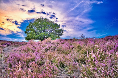 The purple flowers are blooming on this moorland.