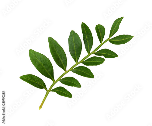 Twig with green leaves