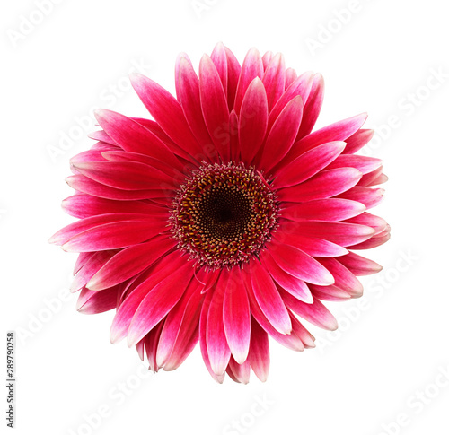 Pink gerbera flower